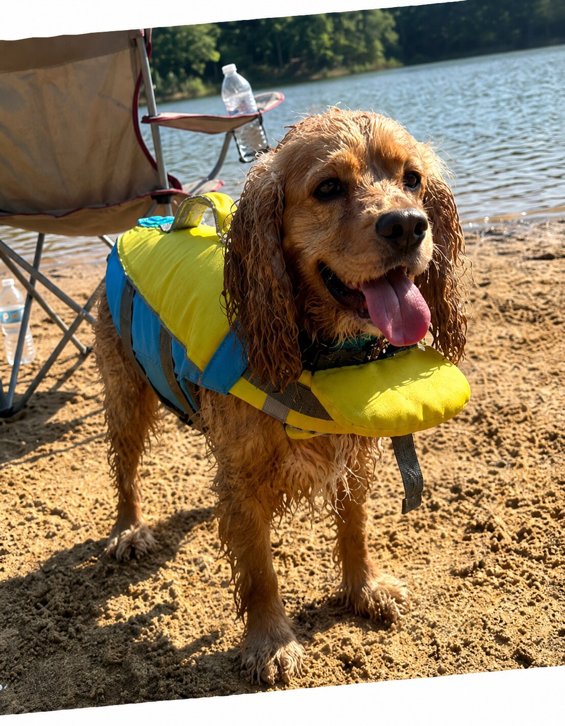 Spaniel mojado con un chaleco ShoreLift amarillo y azul junto a un lago