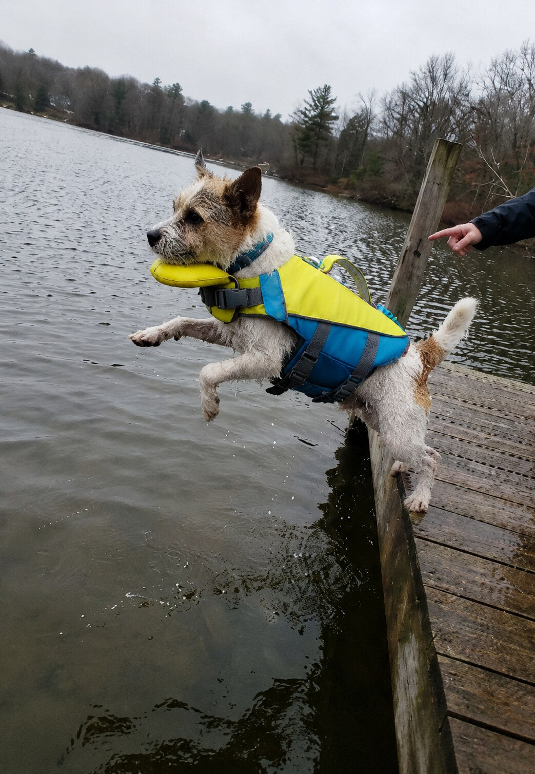 Terrier pequeño saltando desde un muelle con ShoreLift