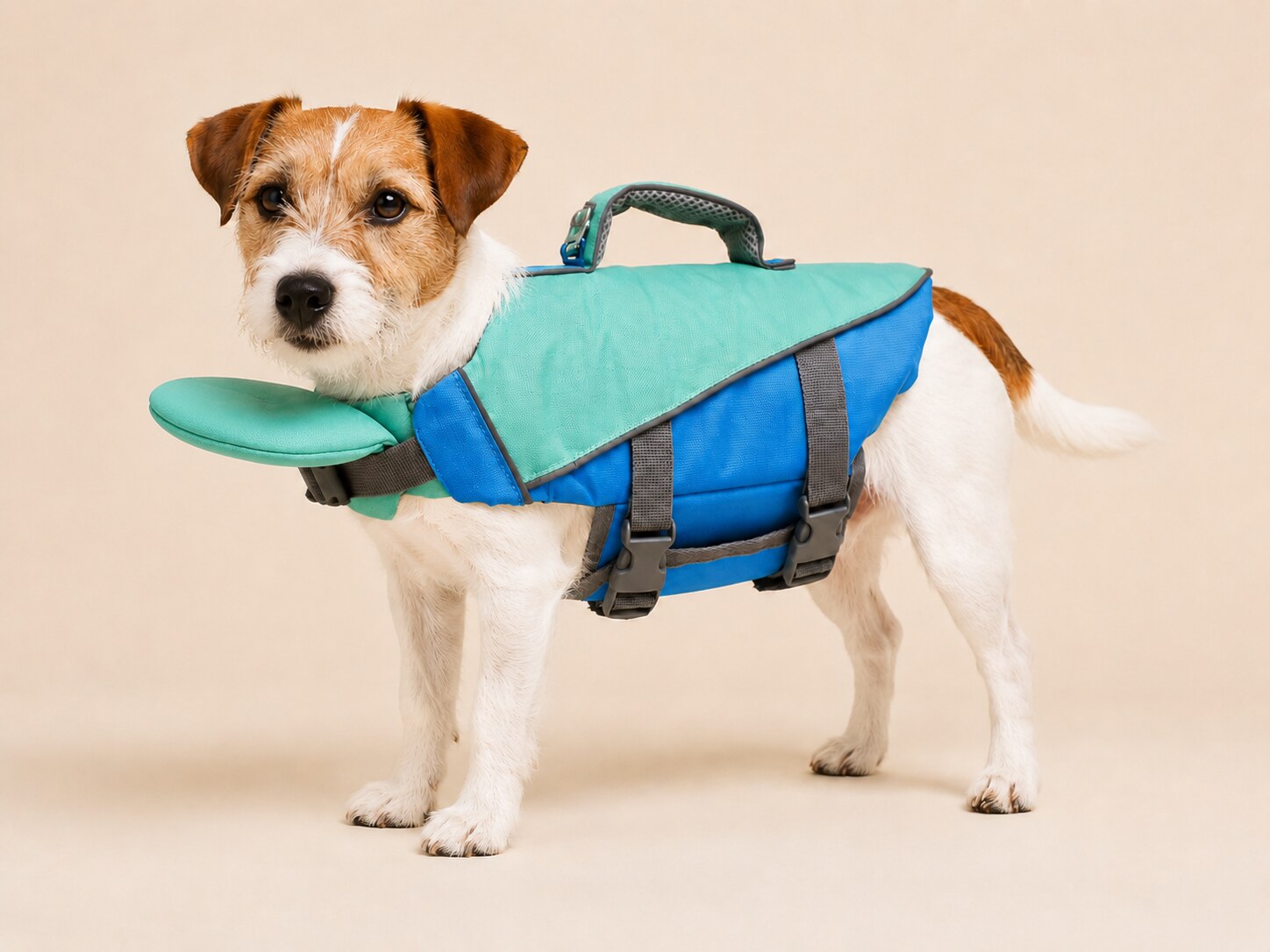 Jack Russell con ShoreLift