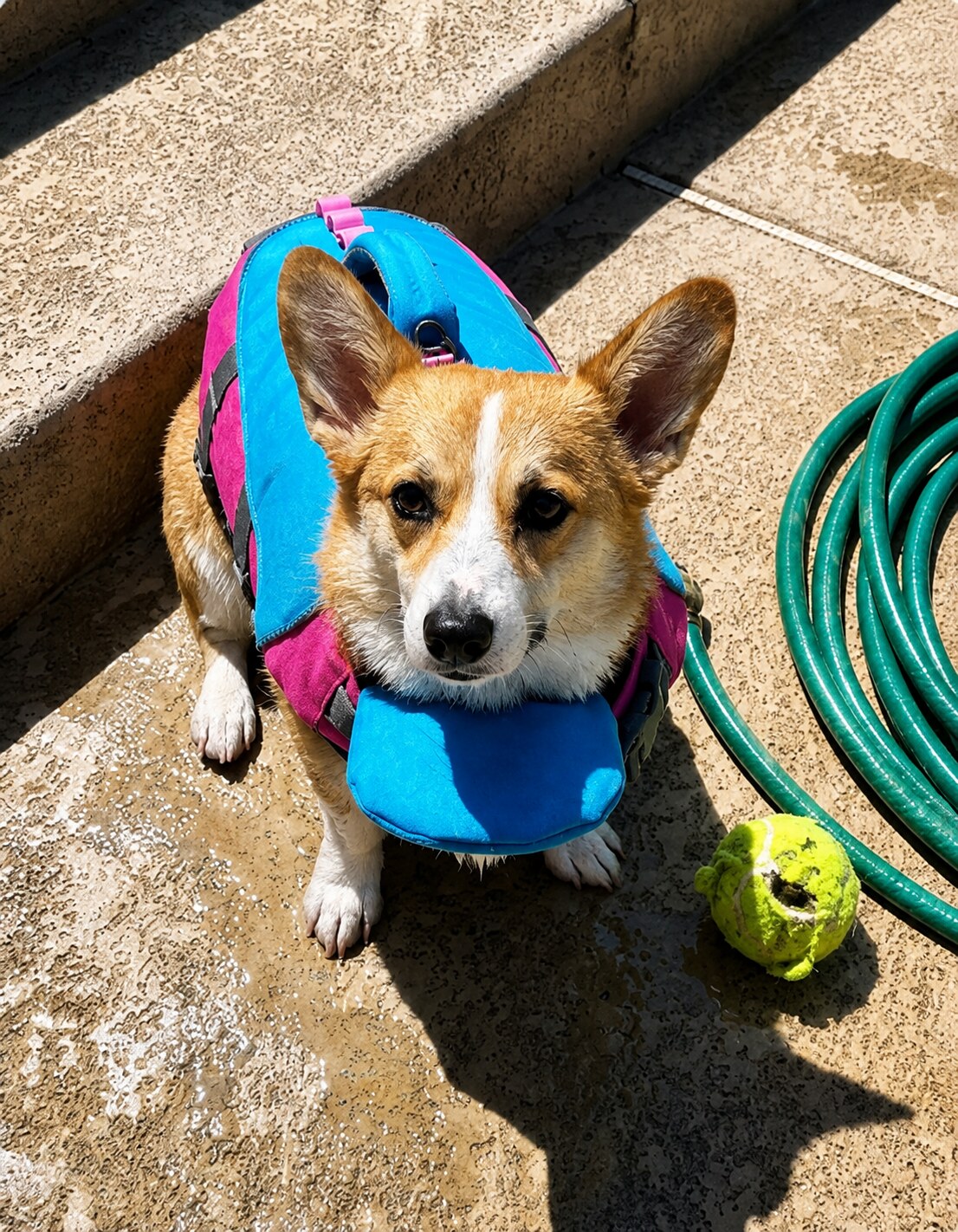 Corgi con un chaleco ShoreLift azul y rosa junto a una piscina
